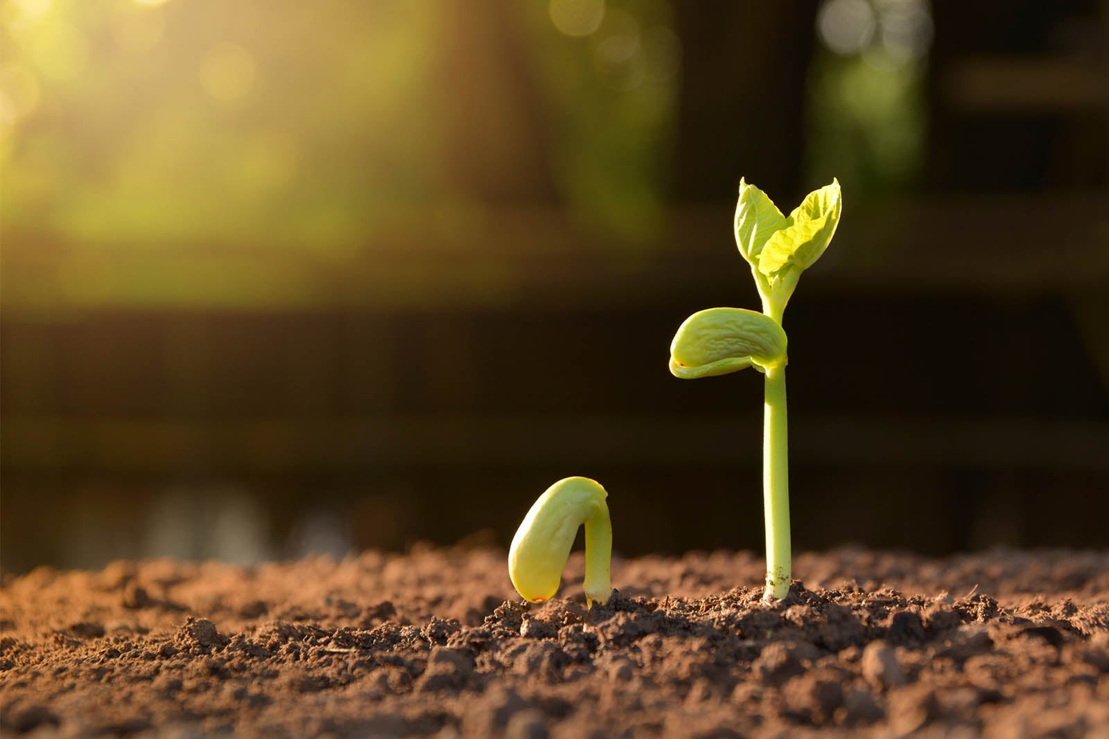 A seedling emerging from the earth.